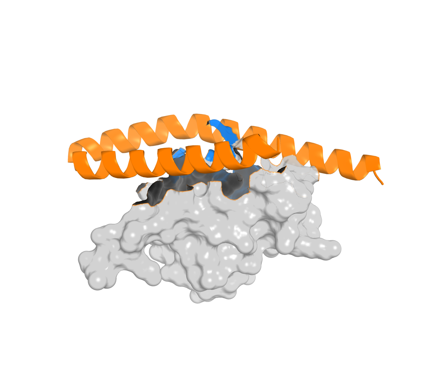 Structural render of a designed binder (orange) engaging the CCL26 chemokine surface (grey), with the target epitope highlighted in blue