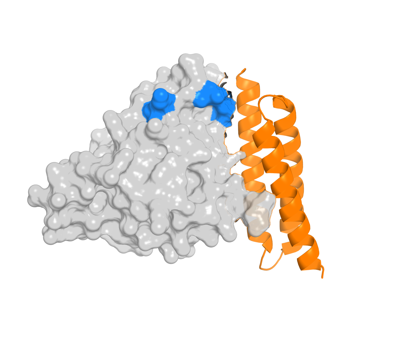 Structural render of a designed helical binder (orange) engaging the POSTN target surface (grey), interface residues in blue