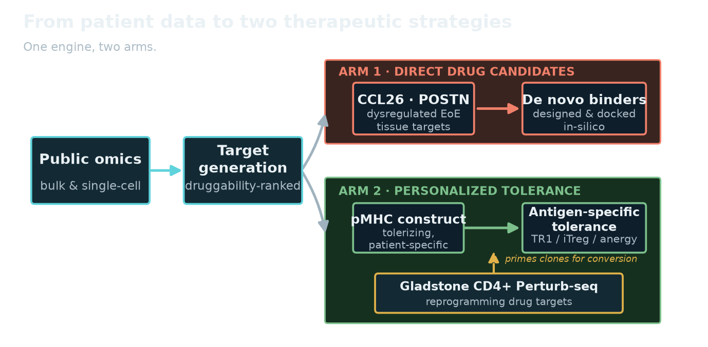 Project Tolera pipeline: public omics to target generation, then two arms — a direct drug-candidate arm (CCL26/POSTN binders) and a personalized-tolerance arm (pMHC construct), with the Gladstone CD4+ Perturb-seq dataset feeding reprogramming drug targets into the tolerance arm