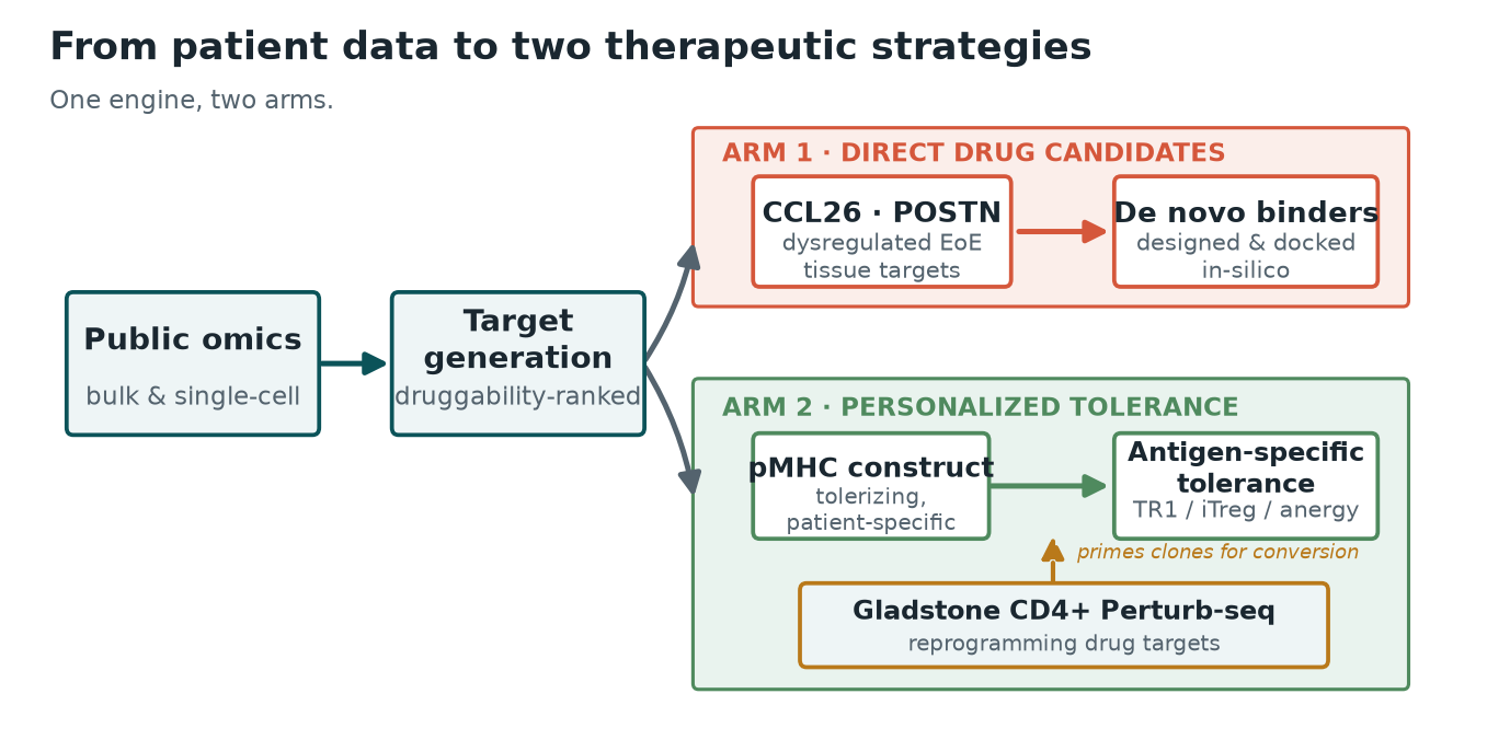 Project Tolera pipeline: public omics to target generation, then two arms — a direct drug-candidate arm (CCL26/POSTN binders) and a personalized-tolerance arm (pMHC construct), with the Gladstone CD4+ Perturb-seq dataset feeding reprogramming drug targets into the tolerance arm